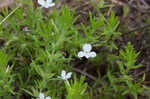 Rough hedge hyssop